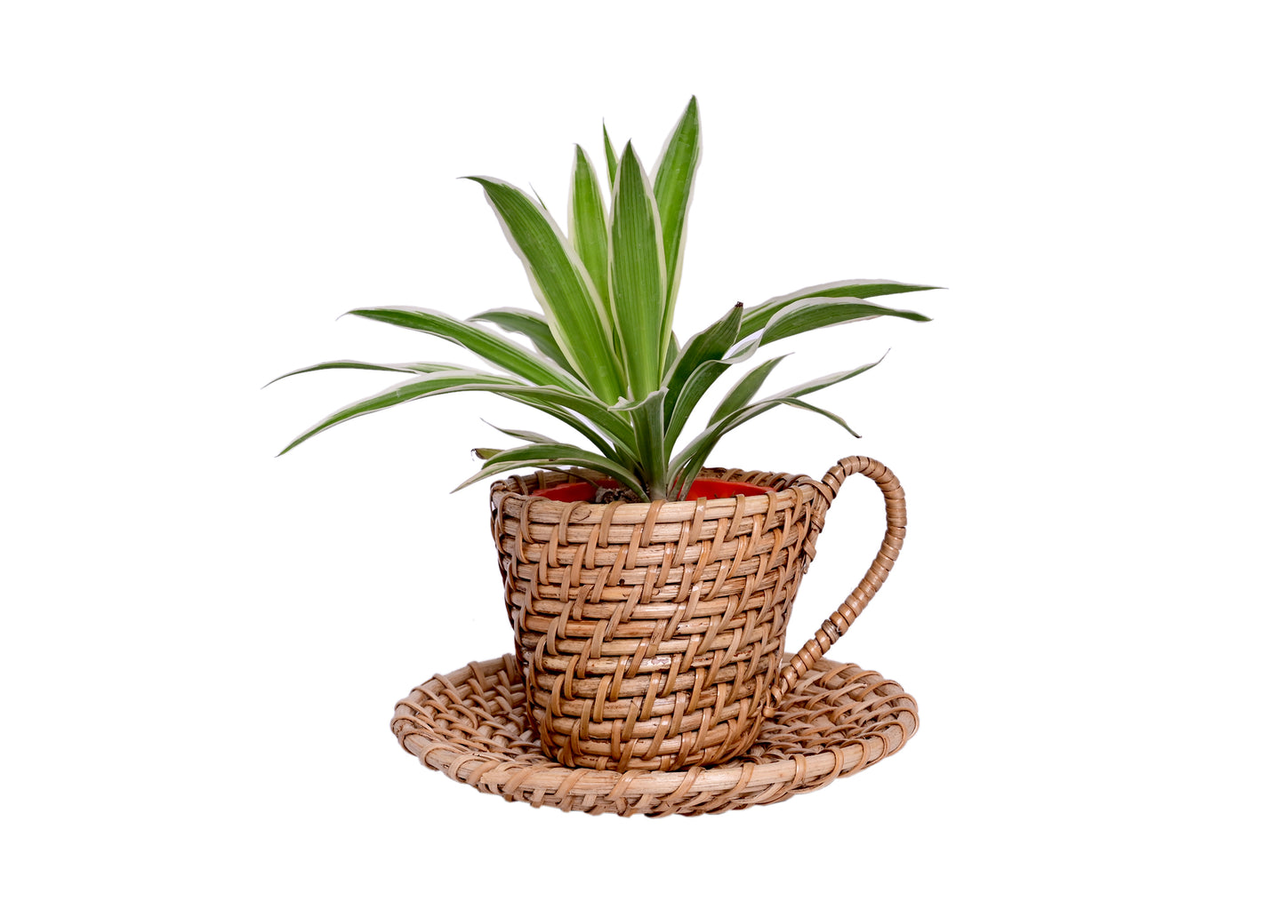 The Weaver's Nest Handmade Natural Cane Kettle Shaped Planter- Plant Stand, Plants Holder Pot for Home, Table Tops, Offices, Restaurants, Garden, Cafe, Balcony, Living Room (Brown, 25 X 18 X 12 cm)
